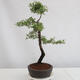 Outdoor bonsai - Prunus spinosa - blackthorn - 4/4