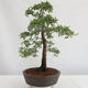 Outdoor bonsai - Prunus spinosa - blackthorn - 4/4