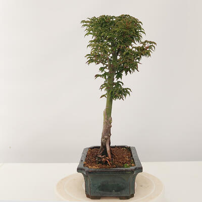 Bonsai im Freien - Acer palmatum Shishigashira - 4