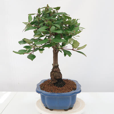 Outdoor bonsai-Kalina Bodnanská - Viburum carlesii - 4