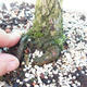 Yamadori - Scots pine - Pinus sylvestris - 4/5