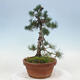 Outdoor bonsai - Pinus parviflora - Small pine tree - 4/4
