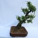 Outdoor bonsai - Zelkova - Zelkova NIRE - 4/6