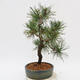 Outdoor bonsai - Pinus Nigra - Black pine - 4/4