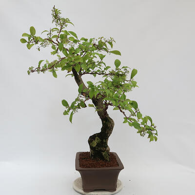 Outdoor bonsai - beautiful Callicarpa - 4