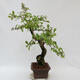 Outdoor bonsai - beautiful Callicarpa - 4/7