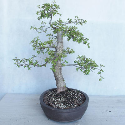 Outdoor bonsai -Ulmus GLABRA Elm VB2020-495 - 4