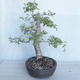 Outdoor bonsai -Ulmus GLABRA Elm VB2020-495 - 4/5
