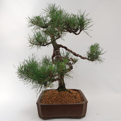 Outdoor bonsai - Pinus sylvestris - Forest pine - 4