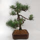 Outdoor bonsai - Pinus sylvestris - Forest pine - 4/5