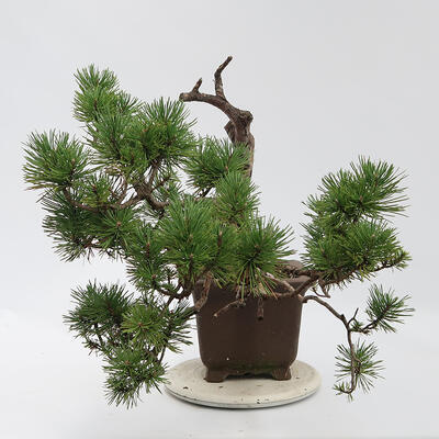 Outdoor bonsai - Pinus sylvestris Watereri - Forest pine - 4
