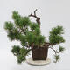 Outdoor bonsai - Pinus sylvestris Watereri - Forest pine - 4/5