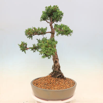 Outdoor bonsai - Juniperus chinensis Kishu - Chinese juniper - 4
