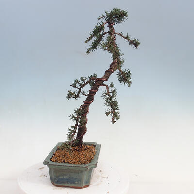 Outdoor bonsai - Cedrus Libani Brevifolia - Cedar green - 4