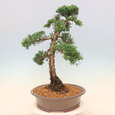 Outdoor bonsai - Juniperus chinensis Kishu - Chinese juniper - 4