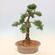 Outdoor bonsai - Juniperus chinensis Kishu - Chinese juniper - 4/5