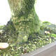 Outdoor bonsai - Baby maple - Acer campestre - 4/5