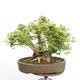 Outdoor bonsai - Baby maple - Acer campestre - 4/6