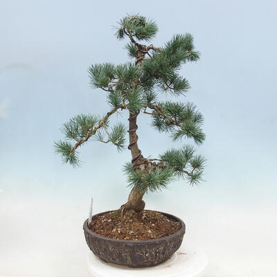 Outdoor bonsai - Pinus parviflora - Small pine tree - 4