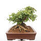 Outdoor bonsai - Baby maple - Acer campestre - 4/6