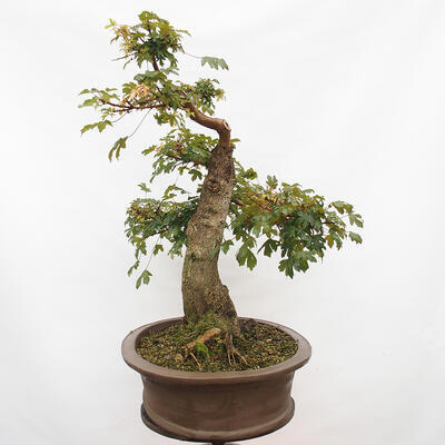 Outdoor bonsai - Baby maple - Acer campestre - 4