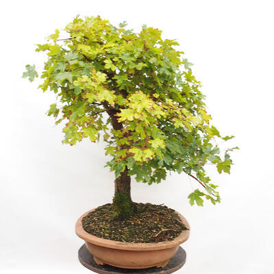 Outdoor bonsai - Baby maple - Acer campestre - 4