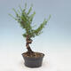 Outdoor bonsai -Larix decidua - Larch - 4/4