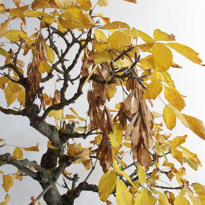 Outdoor bonsai - Asian maple - Acer negundo - 4