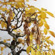 Outdoor bonsai - Asian maple - Acer negundo - 4/4