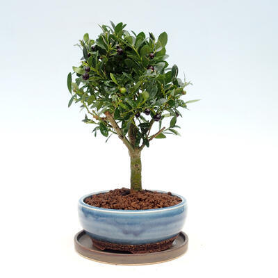 Indoor bonsai with a saucer - Ilex crenata - Holly - 4