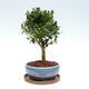 Indoor bonsai with a saucer - Ilex crenata - Holly - 4/6