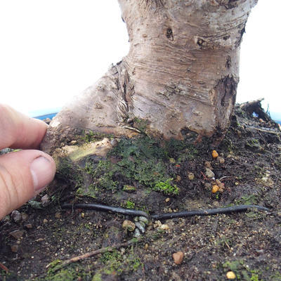 Outdoor bonsai - Malus halliana - Malplate apple tree - 4