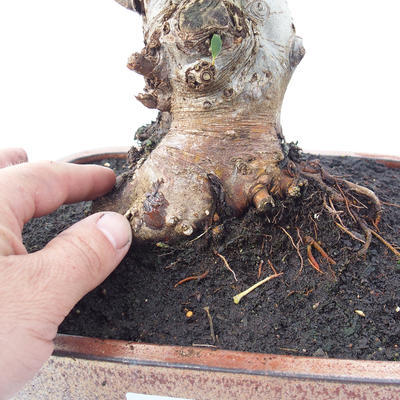 Outdoor bonsai - Malus halliana - Malplate apple tree - 4