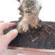 Outdoor bonsai - Malus halliana - Malplate apple tree - 4/4