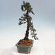 Outdoor bonsai - Cedrus Libani Brevifolia - Cedar green - 4/5