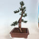 Outdoor bonsai - Taxus cuspidata - Japanese yew - 4/6