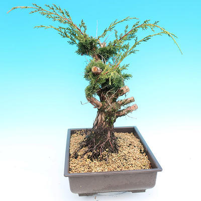 Yamadori Juniperus chinensis - juniper - 4