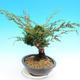 Yamadori Juniperus chinensis - juniper - 4/5
