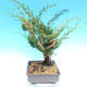 Yamadori Juniperus chinensis - juniper - 4/6