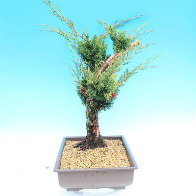 Yamadori Juniperus chinensis - juniper - 4