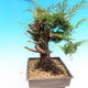 Yamadori Juniperus chinensis - juniper - 4/6