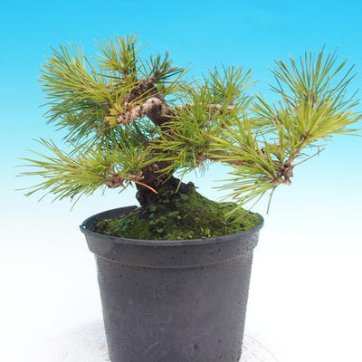 Pinus thunbergii - Thunbergova Pine - 4