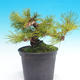 Pinus thunbergii - Thunbergova Pine - 4/5