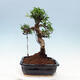 Indoor bonsai - Ficus kimmen - small-leaved ficus - 4/4