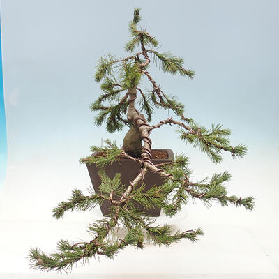 Outdoor bonsai - Pinus mugo - Pine Kneeling - 4