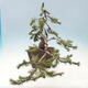 Outdoor bonsai - Pinus mugo - Pine Kneeling - 4/5