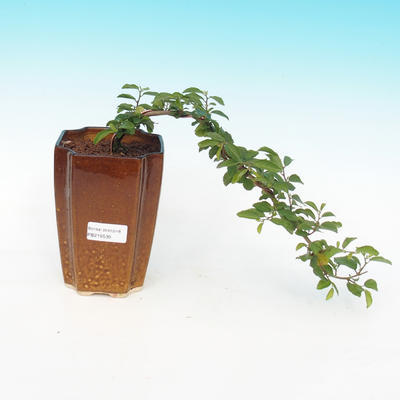 Room bonsai - Grewia occidentalis - Starfish Lavender - 4