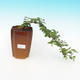 Room bonsai - Grewia occidentalis - Starfish Lavender - 4/5