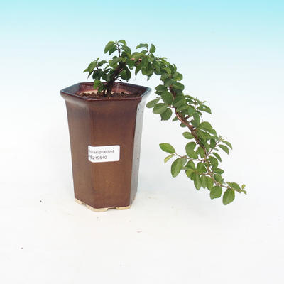 Room bonsai - Grewia occidentalis - Starfish Lavender - 4