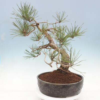 Outdoor bonsai - Pinus sylvestris Watereri - Scots Pine - 4